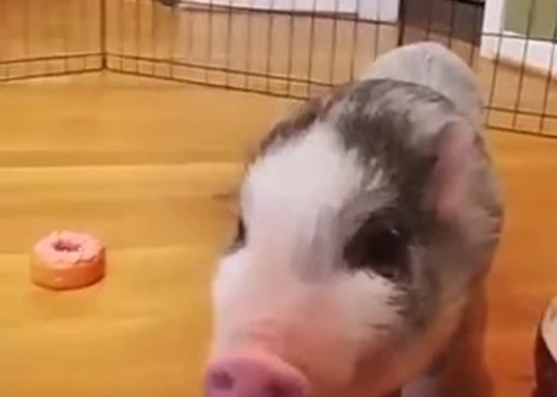 🐷 Стикер «MINipig» для Telegram