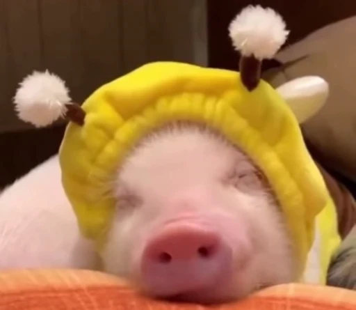 🐷 Стикер «MINipig» для Telegram