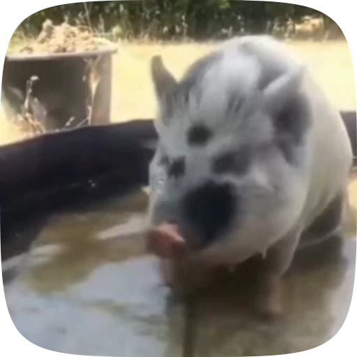 🐷 Стикер «Minipig ˡᵉᵉˢᵏʸʸ» для Telegram