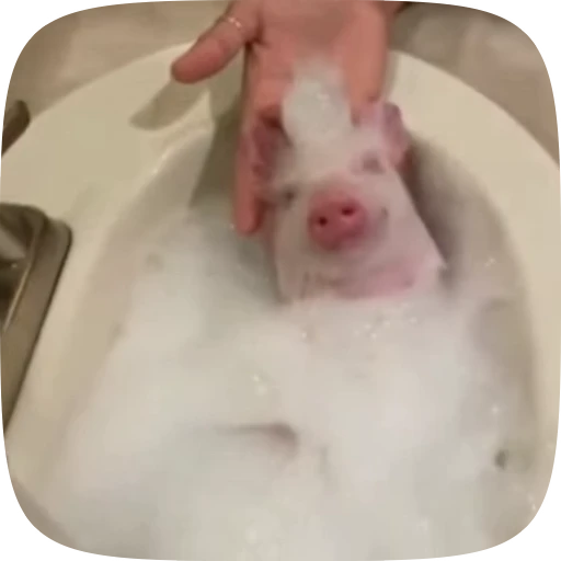 🛁 Стикер «Minipig ˡᵉᵉˢᵏʸʸ» для Telegram