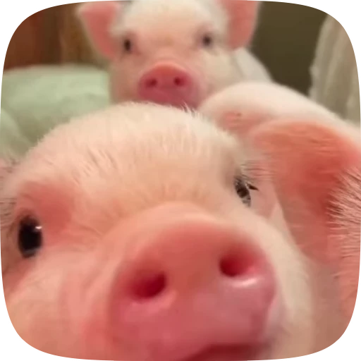 🐽 Стикер «Minipig ˡᵉᵉˢᵏʸʸ» для Telegram