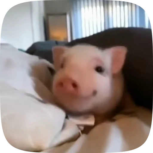👀 Стикер «Minipig ˡᵉᵉˢᵏʸʸ» для Telegram