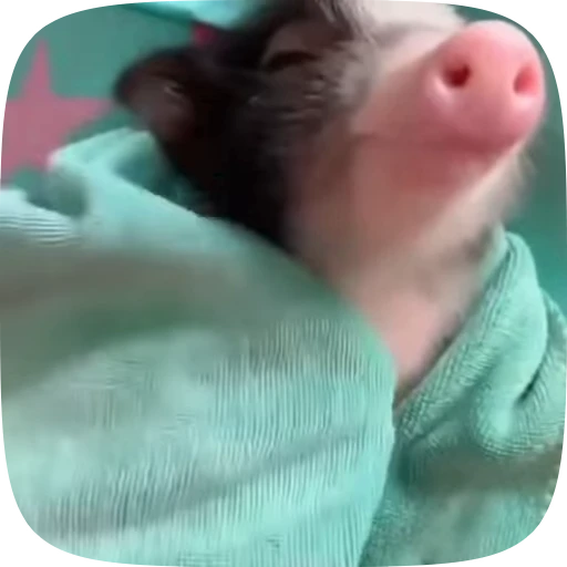 🐷 Стикер «Minipig ˡᵉᵉˢᵏʸʸ» для Telegram