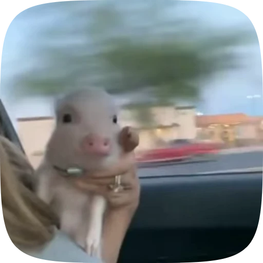 🏎 Стикер «Minipig ˡᵉᵉˢᵏʸʸ» для Telegram