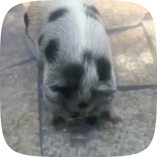 🐖 Стикер «Minipig ˡᵉᵉˢᵏʸʸ» для Telegram