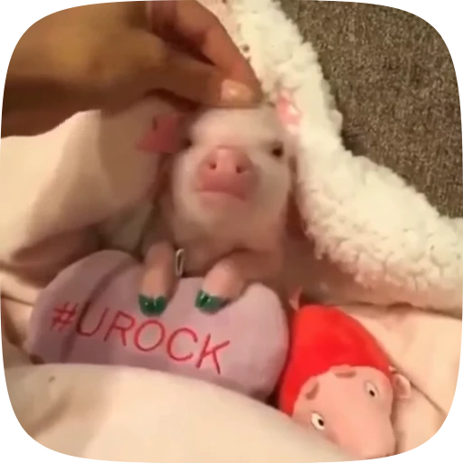 ☺️ Стикер «Minipig ˡᵉᵉˢᵏʸʸ» для Telegram