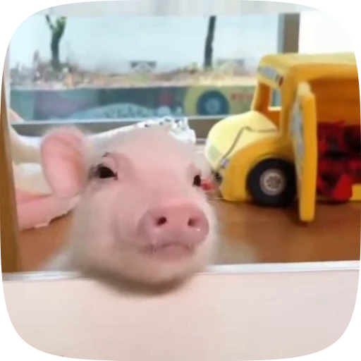 🐽 Стикер «Minipig ˡᵉᵉˢᵏʸʸ» для Telegram