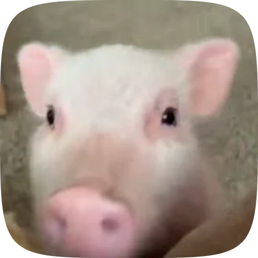 🐽 Стикер «Minipig ˡᵉᵉˢᵏʸʸ» для Telegram