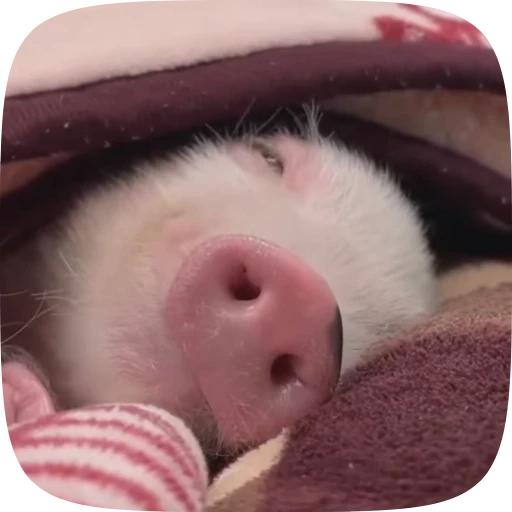 😴 Стикер «Minipig ˡᵉᵉˢᵏʸʸ» для Telegram