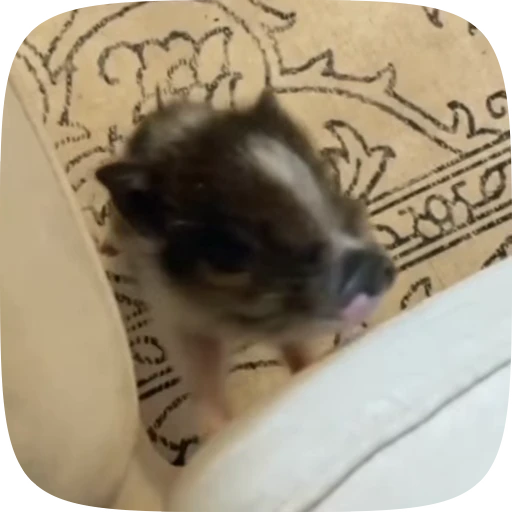 🐖 Стикер «Minipig ˡᵉᵉˢᵏʸʸ» для Telegram