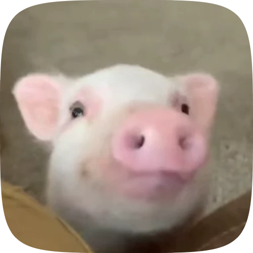 🐽 Стикер «Minipig ˡᵉᵉˢᵏʸʸ» для Telegram