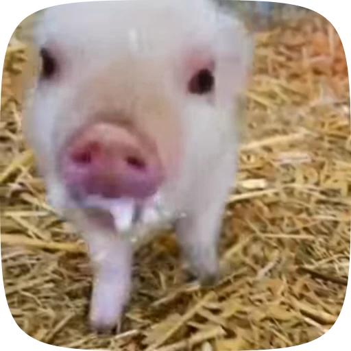 🐷 Стикер «Minipig ˡᵉᵉˢᵏʸʸ» для Telegram