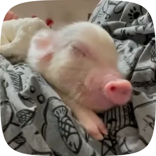 😴 Стикер «Minipig ˡᵉᵉˢᵏʸʸ» для Telegram