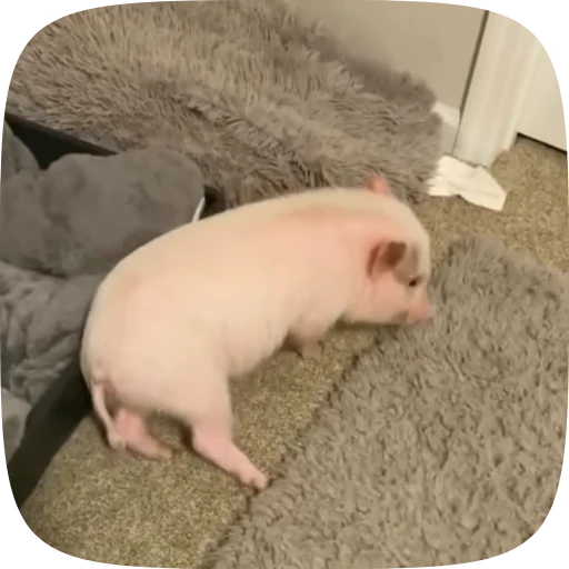 🐖 Стикер «Minipig ˡᵉᵉˢᵏʸʸ» для Telegram