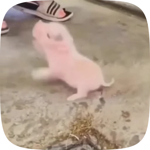 🐖 Стикер «Minipig ˡᵉᵉˢᵏʸʸ» для Telegram