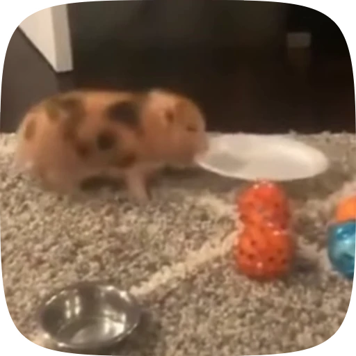 🍽 Стикер «Minipig ˡᵉᵉˢᵏʸʸ» для Telegram