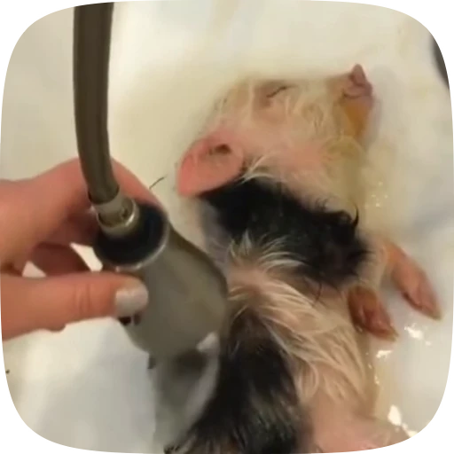 🛀 Стикер «Minipig ˡᵉᵉˢᵏʸʸ» для Telegram