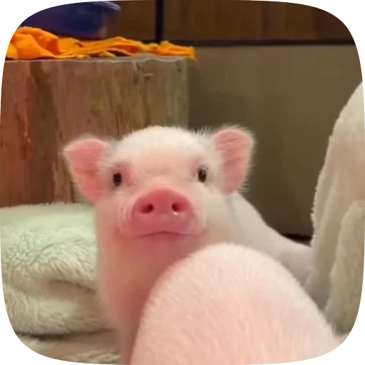 ☺️ Стикер «Minipig ˡᵉᵉˢᵏʸʸ» для Telegram