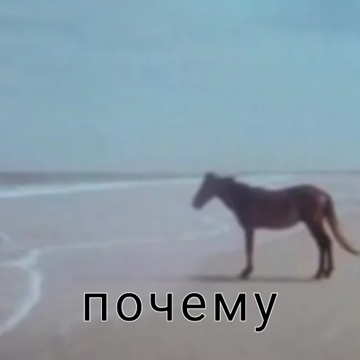 🫥 Стикер «Нужное/Мемы» для Telegram