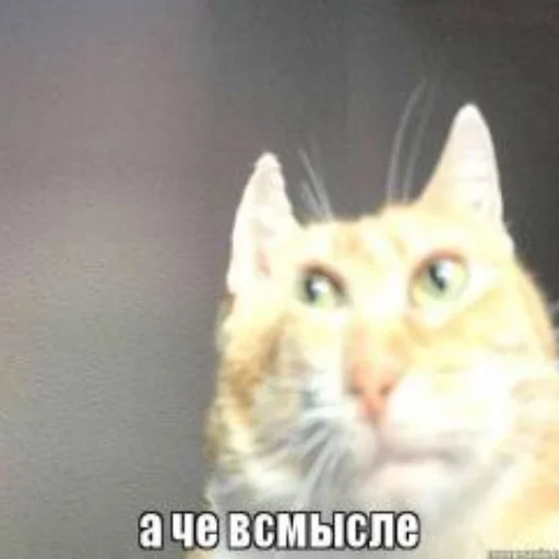 😕 Стикер «Нужное/Мемы» для Telegram