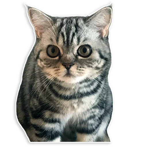😳 Стикер «Mio_chan» для Telegram