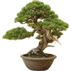 🌳 Эмодзи «гибли» для Telegram