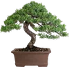 🌳 Эмодзи «гибли» для Telegram