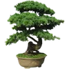 🌳 Эмодзи «гибли» для Telegram