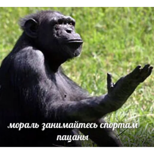 🧐 Стикер «mi scusi» для Telegram