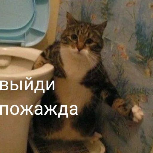 😐 Стикер «mi scusi» для Telegram