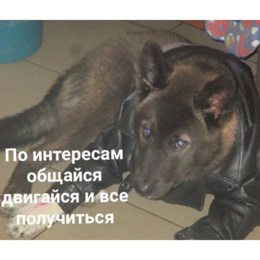 😎 Стикер «mi scusi» для Telegram