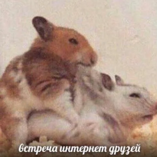 😏 Стикер «mi scusi» для Telegram