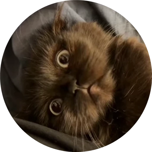 🖤 Стикер «миса» для Telegram