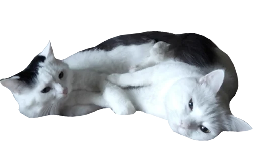 💞 Стикер «Mister Milkis» для Telegram