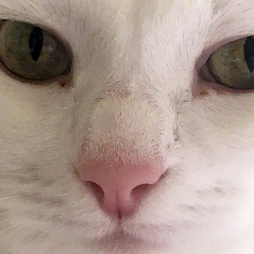 😒 Стикер «Mister Milkis» для Telegram