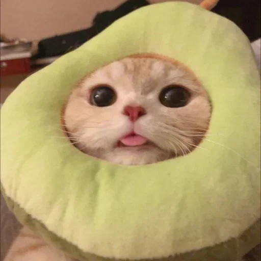 😐 Стикер «Miu Cats» для Telegram