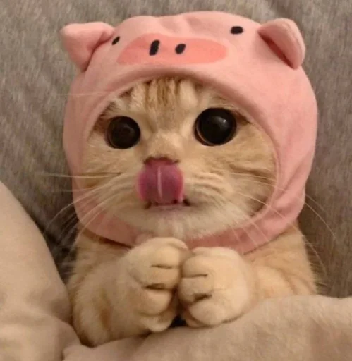 😐 Стикер «Miu Cats» для Telegram