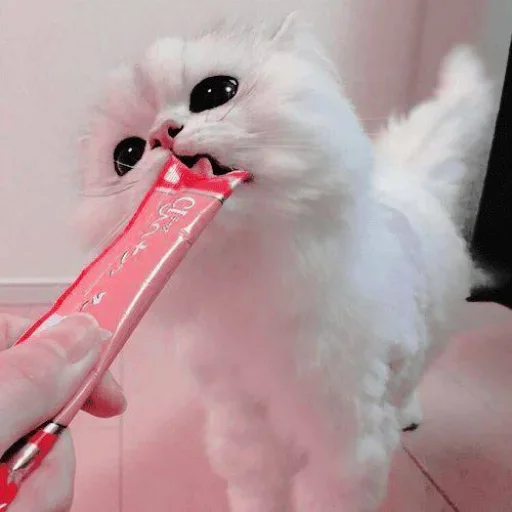 😐 Стикер «Miu Cats» для Telegram