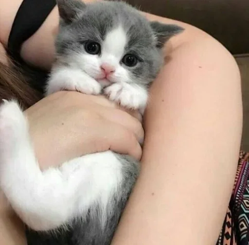 😐 Стикер «Miu Cats» для Telegram