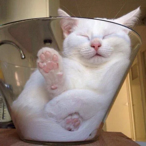 😐 Стикер «Miu Cats» для Telegram