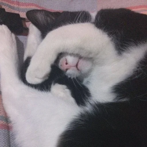 😐 Стикер «Miu Cats» для Telegram