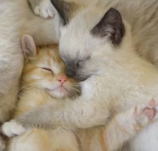 😐 Стикер «Miu Cats» для Telegram