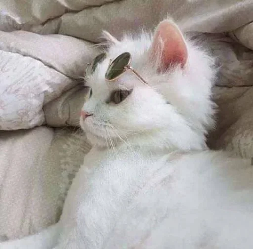 😐 Стикер «Miu Cats» для Telegram