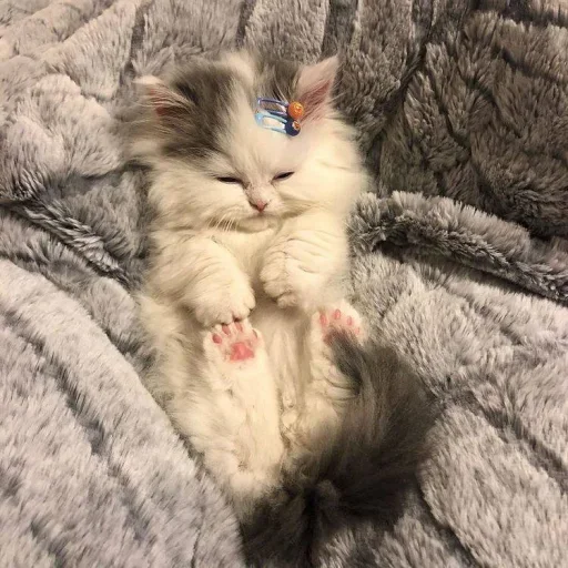 😐 Стикер «Miu Cats» для Telegram