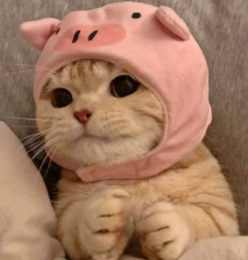 😐 Стикер «Miu Cats» для Telegram
