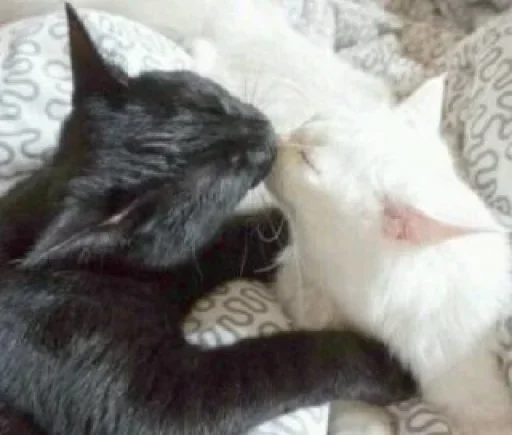 😐 Стикер «Miu Cats» для Telegram