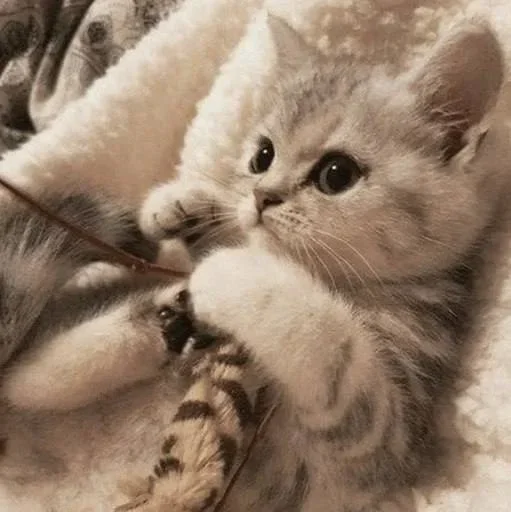 😐 Стикер «Miu Cats» для Telegram
