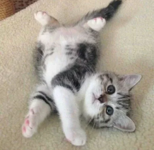 😐 Стикер «Miu Cats» для Telegram