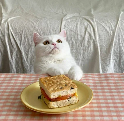 😐 Стикер «Miu Cats» для Telegram
