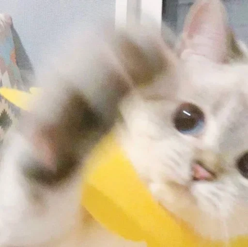 😐 Стикер «Miu Cats» для Telegram